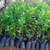 Imagen de Plantas y semillas 